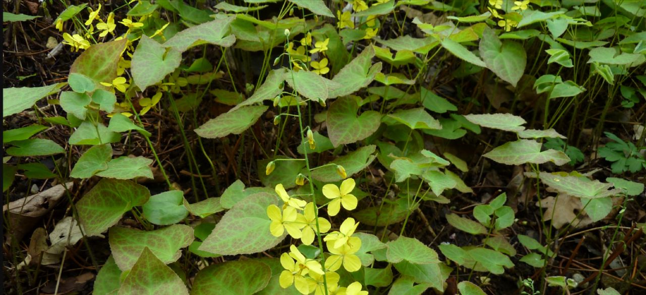 Horny Goat Weed