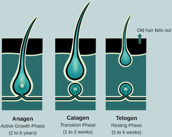 hair loss process